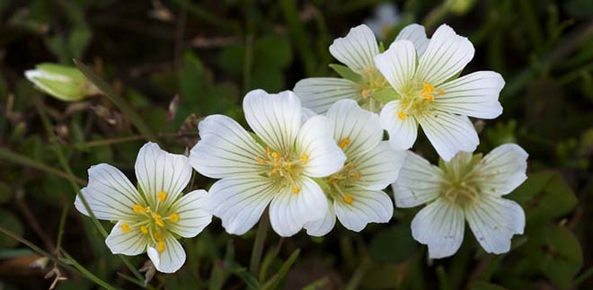 North Table Mountain Ecological Reserve, Butte County, California