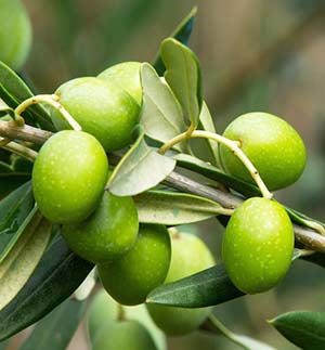 olive1-b