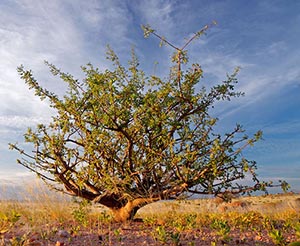 An Opopanax Tree