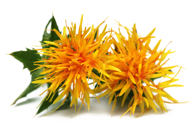 safflower1-a