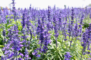 shutterstock_129782492-hyssop