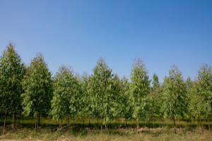 A Eucalytpus Plantation- Exact Species Unknown