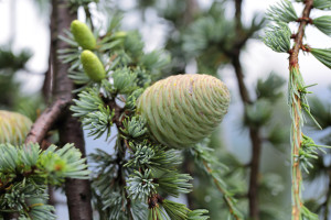 Atlas Cedar