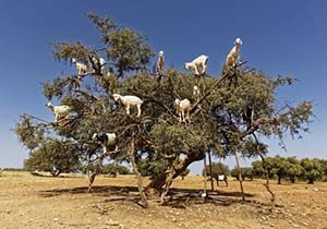 Picture of goats in Argan tree- they also do this with myrrh trees!