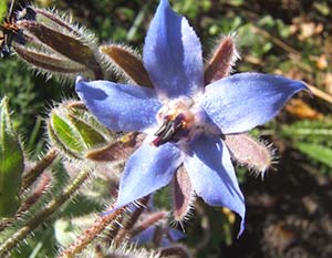 Borage