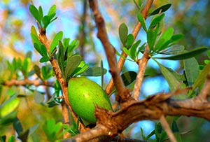 Argan Fruit