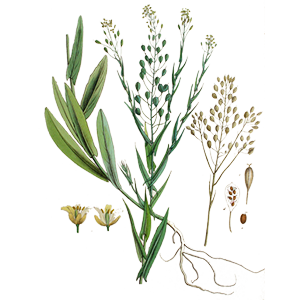 Camelina sativa