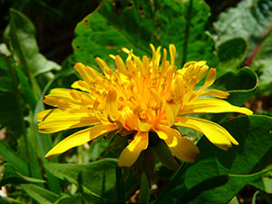 Dandelion flower