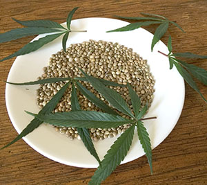 Hemp seeds