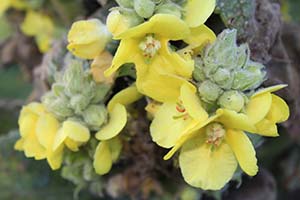 Mullein