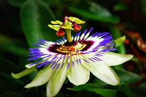 Passion flower