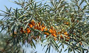 Sea Buckthorn