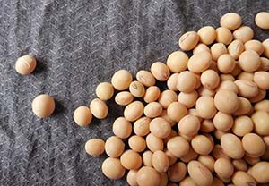 Soybeans