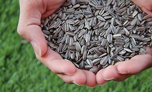 Sunflower seeds