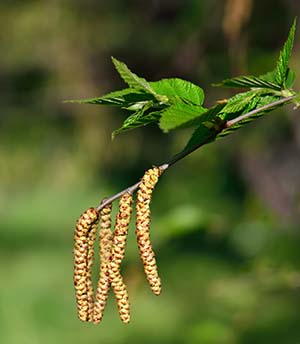 birch-betula-lenta-4d