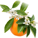 Orange-Blossom