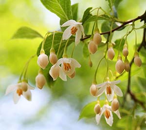 styrax-4d