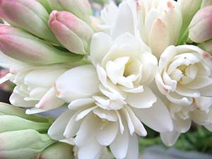 tuberose-4d