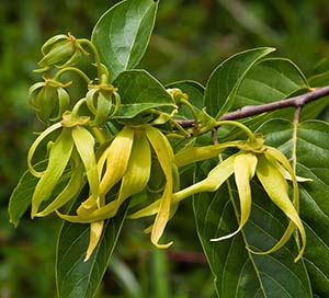 ylang-4d