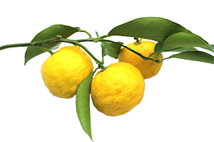 yuzu-japanese-lemon-4a