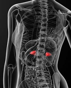 adrenal-glands-3c