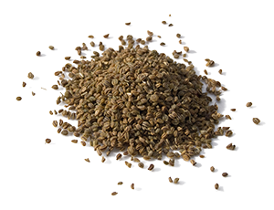 Celery Seed