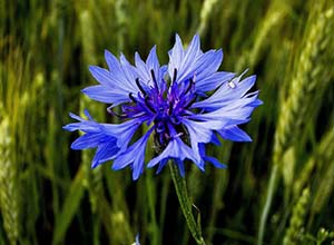 cornflower-2e