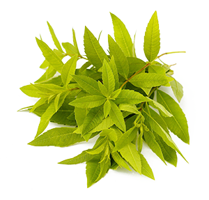 Lemon Verbena