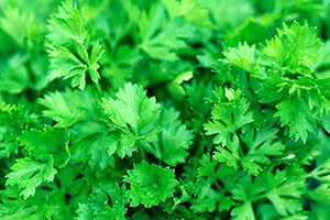 Parsley