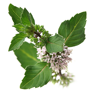 Peppermint mentha piperita