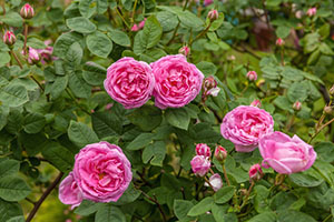 Rosa centifolia