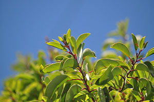 Sandalwood Leaf