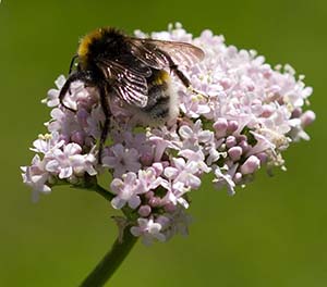 valerian-flower-4d