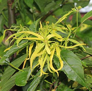 ylang-ylang-flower-4d