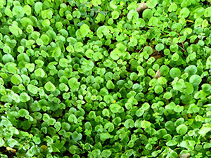 Centella