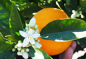 Neroli Citrus