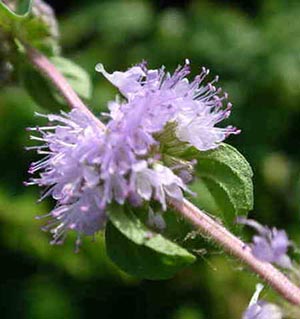 pennyroyal6a