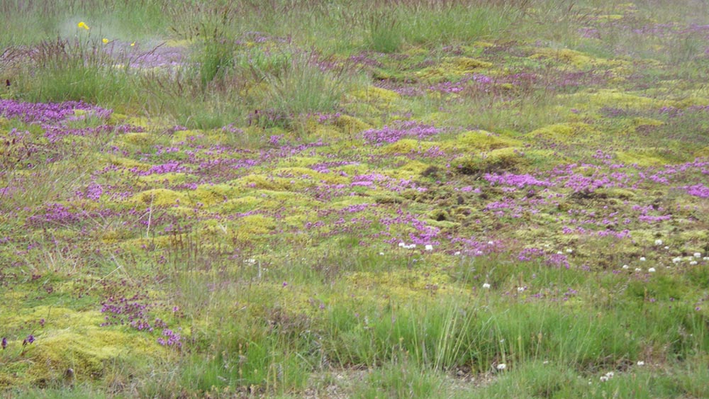 Picture of Icelandic Creeping Thyme