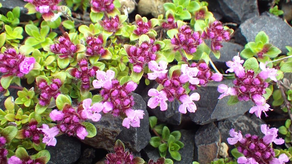 Picture of Wild thyme